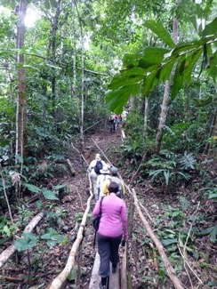 Amazon-River-QV-nature-walk