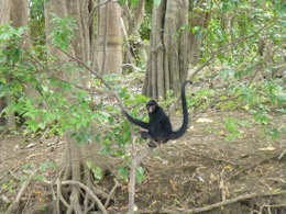 Amazon-River-QV-spider-monkey