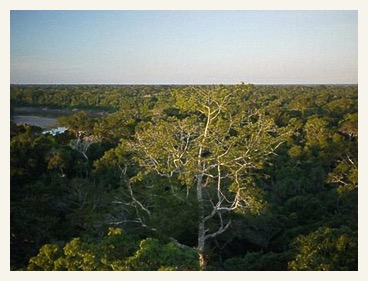 amazon cruise rainforest