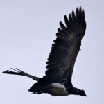 Camungo-Horned-Screamer-3-150x150