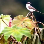 Copayo-Fork-tailed-Flycatcher-150x150