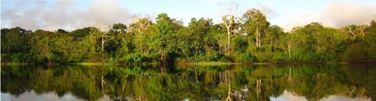 delfin amazon cruise rainforest