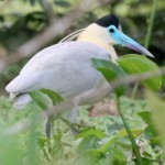 Garza-Azul-Capped-Heron-150x150