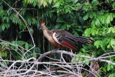 hoatzin