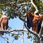 Mama-Vieja-Black-Collared-Hawk-1-150x150