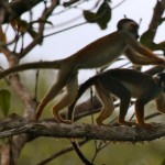 Mono-Ardilla-Squirrel-Monkey-3-150x150