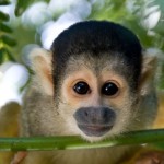 Squirrel-Monkey-150x150