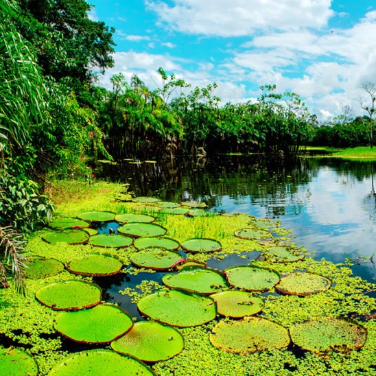 pacaya-samiria amazon river cruise giant water lillies