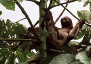 amazon cruise sloth