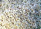 140_food_grain_tarwi