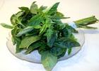 140_food_herb_basil