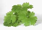 140_food_herb_coriander