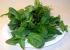 140_food_herb_hierbabuena