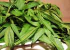 140_food_herb_huacatay