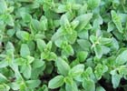 140_food_herb_oregano