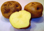 140_food_potato_amarilla