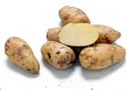 140_food_potato_blanca