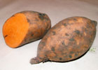 140_food_potato_camote