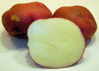 140_food_potato_canchan