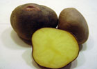 140_food_potato_papanegra