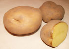 140_food_potato_yungay