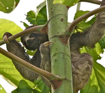 muyuna-amazon-lodge-18