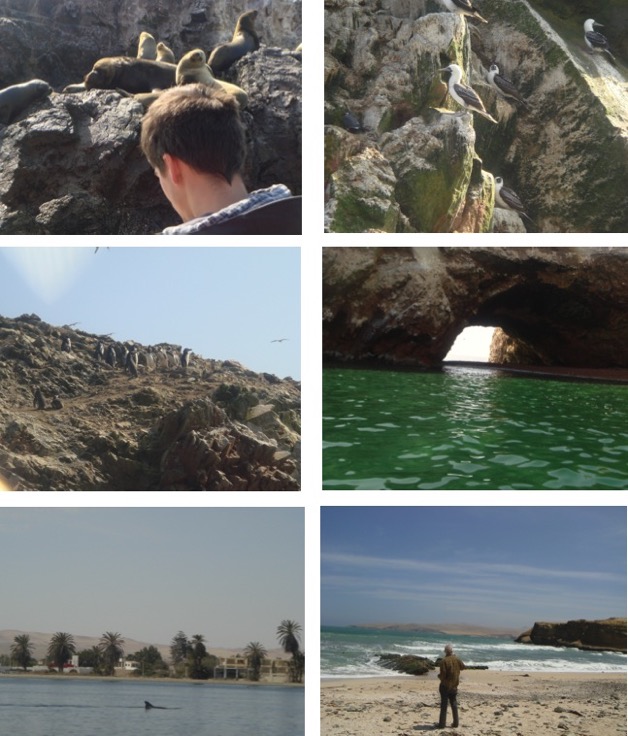 paracas ballestas little galapagos islands tour 2