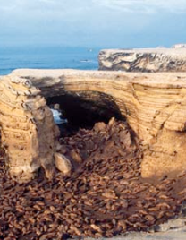 paracas sea lions