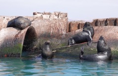 2022 Ballestas Islands tour Peru DSC02483