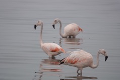 2022 Paracas tour Peru flamingos DSC02561