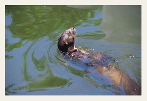 otter