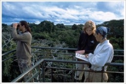 Tambopata canopy tower