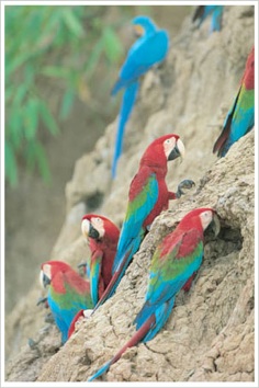 tambopata clay lick