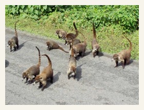 coatis costa rica travel