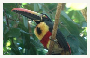 tours in costa rica birding