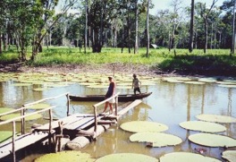 lilies victoria regia amazon river