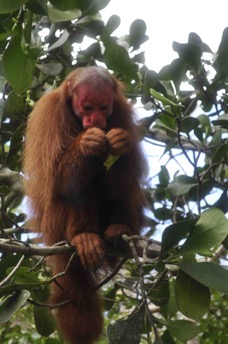 uakari monkey amazon tour