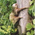 3-Toed-Sloth_WM