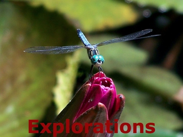 Dragonfly_WM