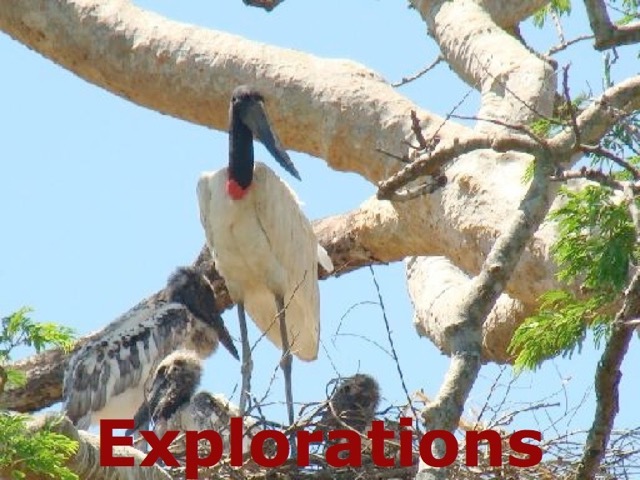 Jabiru nest_WM