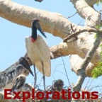 Jabiru nest_WM