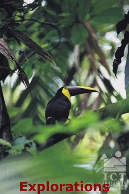 TUCAN1_WM