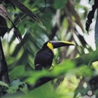 TUCAN1_WM