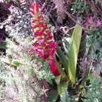 bromeliad-spike_WM