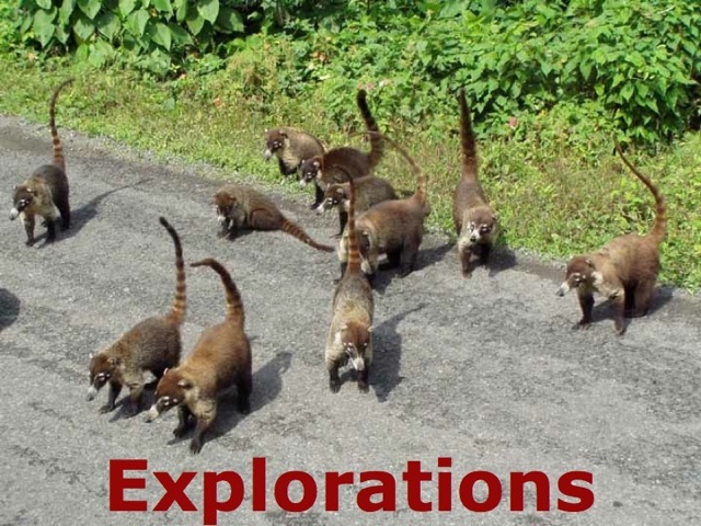 coatis_WM