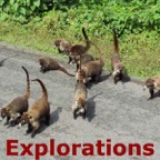 coatis_WM