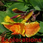 flowers_tropical_picture_24_WM