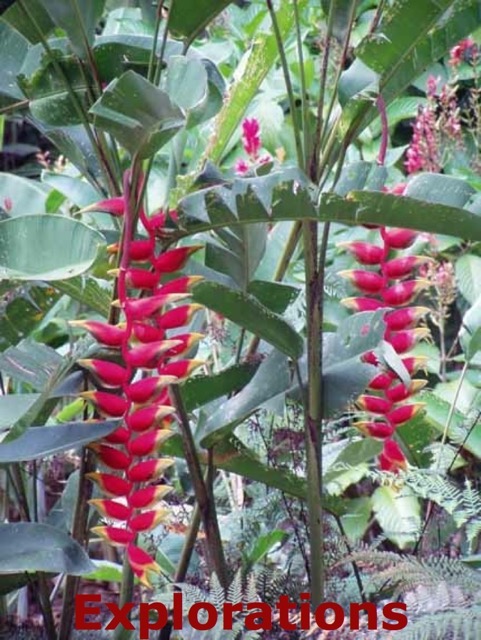 heliconia_WM