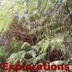 tree-ferns_WM