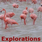 Flamingoes closeup_WM